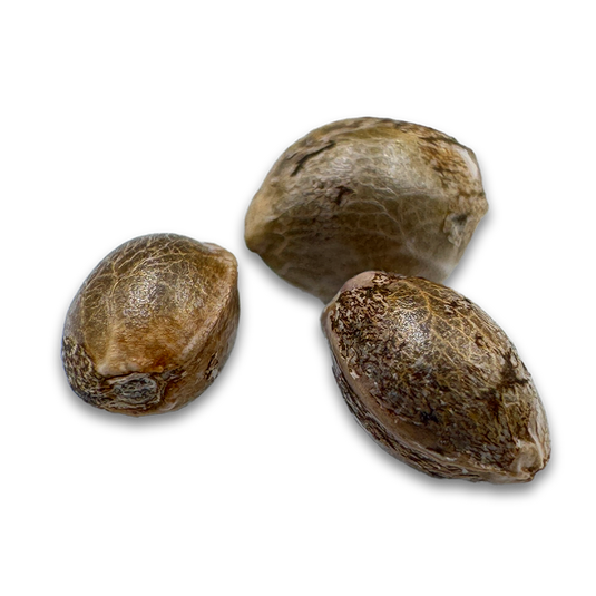 Cookies & Cream Samen Automatik Samen Lucky Hemp