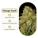 Mango Kush Steckling Steckling Lucky Hemp
