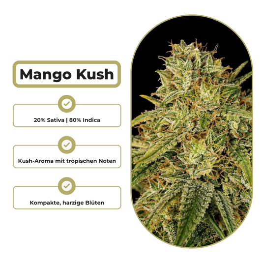 Mango Kush Steckling