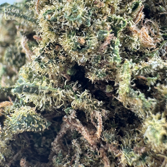Mimosa Ökopack Blüten Lucky Hemp