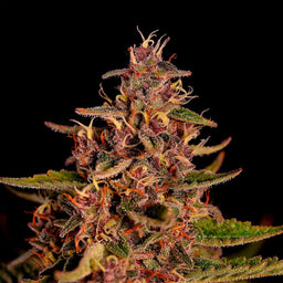 Mimosa Samen Feminisiert Samen Lucky Hemp