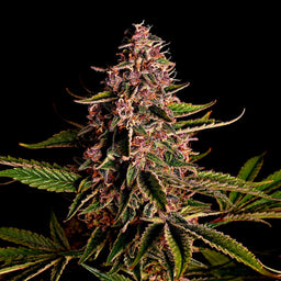 Mimosa Samen Feminisiert Samen Lucky Hemp