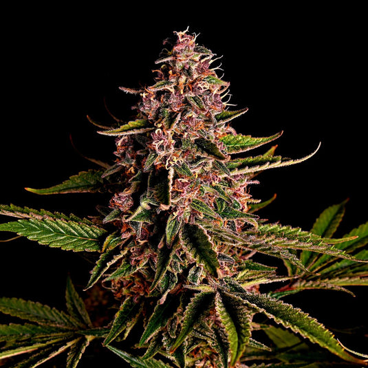 Mimosa Samen Feminisiert Samen Lucky Hemp