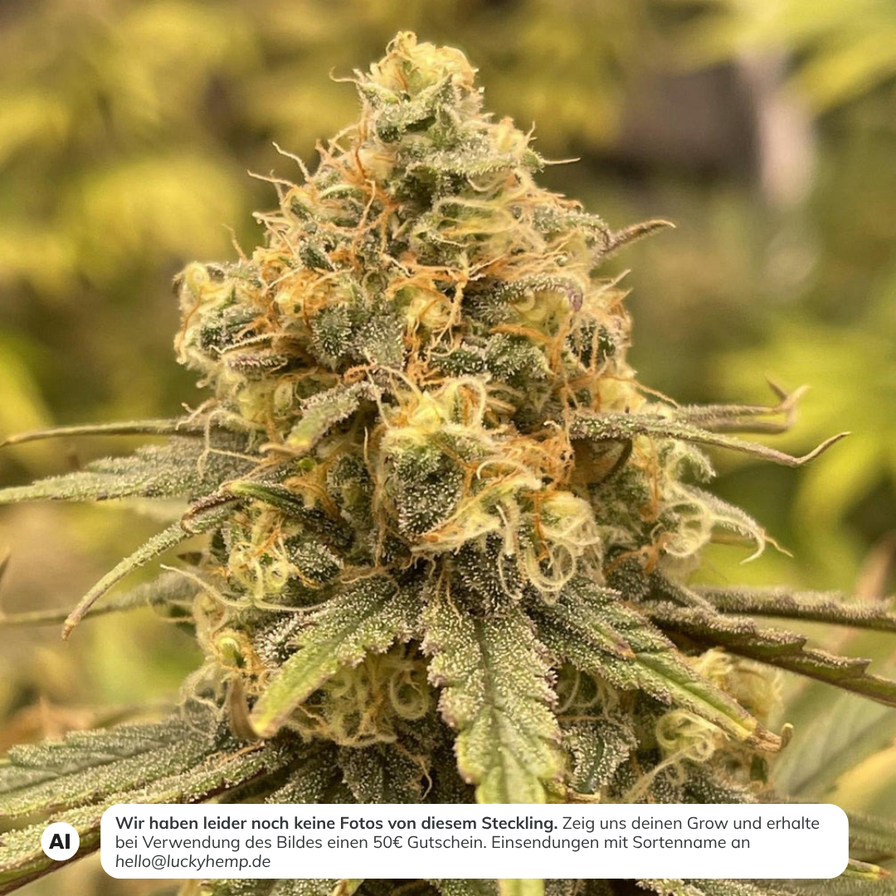 OG Kush Steckling Steckling Lucky Hemp