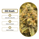 OG Kush Steckling Steckling Lucky Hemp