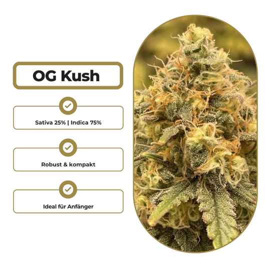 OG Kush Steckling