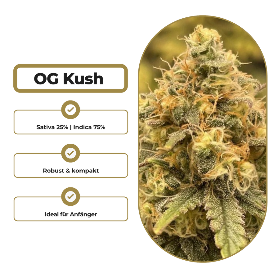 OG Kush Steckling Steckling Lucky Hemp