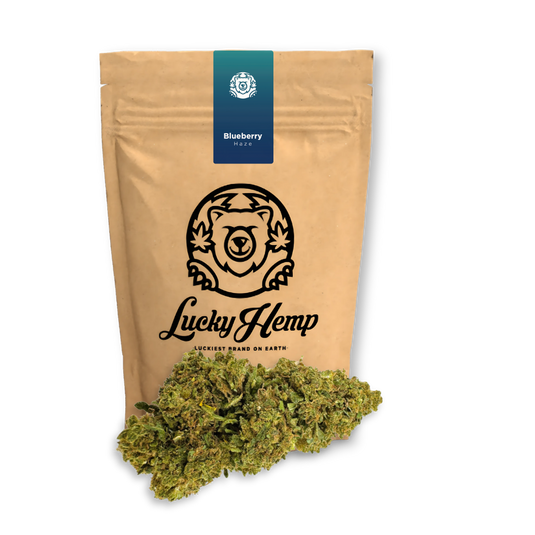 Blueberry Haze Ökopack Blüten Lucky Hemp