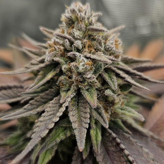 OG Kush Samen Automatik Samen Lucky Hemp