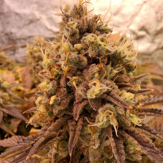 Permanent Marker Steckling Steckling Lucky Hemp