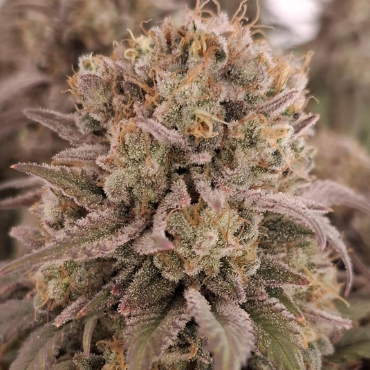 Permanent Marker Steckling Steckling Lucky Hemp