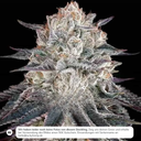 RS11 Steckling Steckling Lucky Hemp