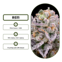 RS11 Steckling Steckling Lucky Hemp