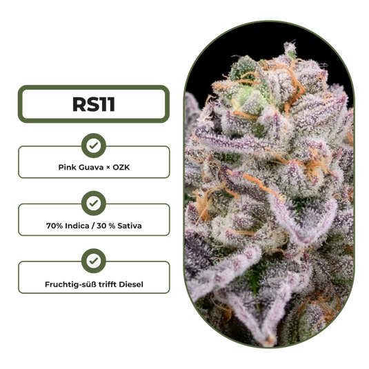 RS11 Steckling Steckling Lucky Hemp