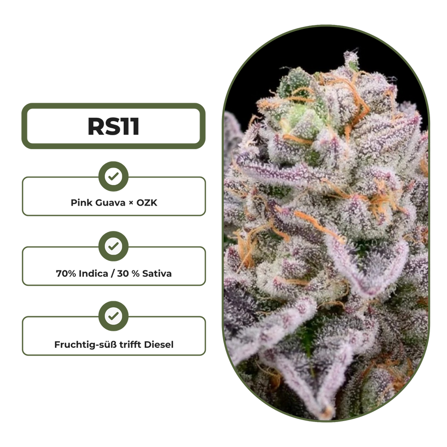 RS11 Steckling Steckling Lucky Hemp