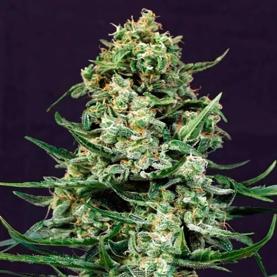 Sir Jack CBD Automatik Samen | Balanced 1:1 CBD/THC | Quick Autoflower