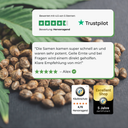 3x OG Kush Samen Feminisiert Samen Lucky Hemp