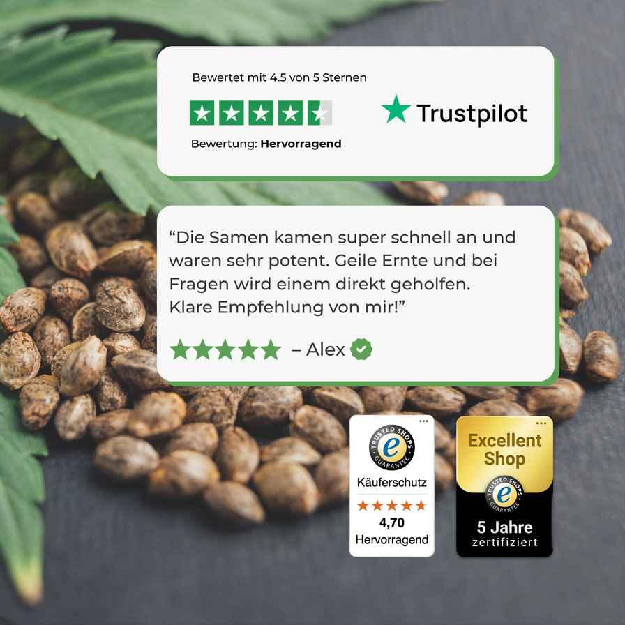 Cookies & Cream Samen Automatik Samen Lucky Hemp