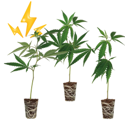 High THC Steckling Set Steckling Lucky Hemp   