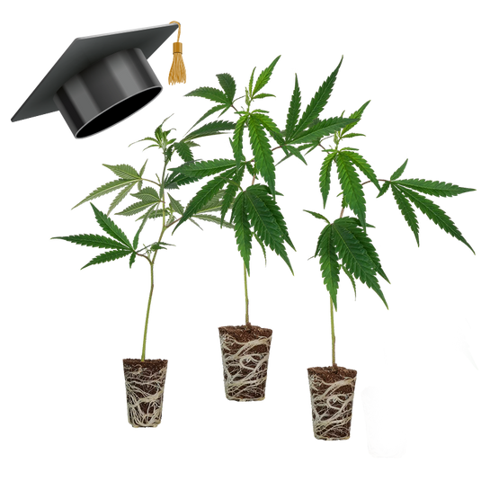 Einsteiger Set THC Stecklinge Steckling Lucky Hemp