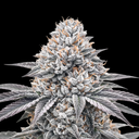 Wedding Cake Steckling Steckling Lucky Hemp