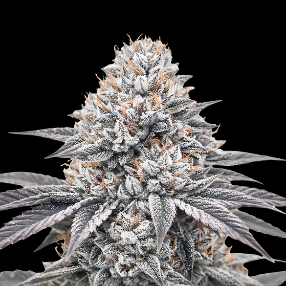 Wedding Cake Steckling Steckling Lucky Hemp