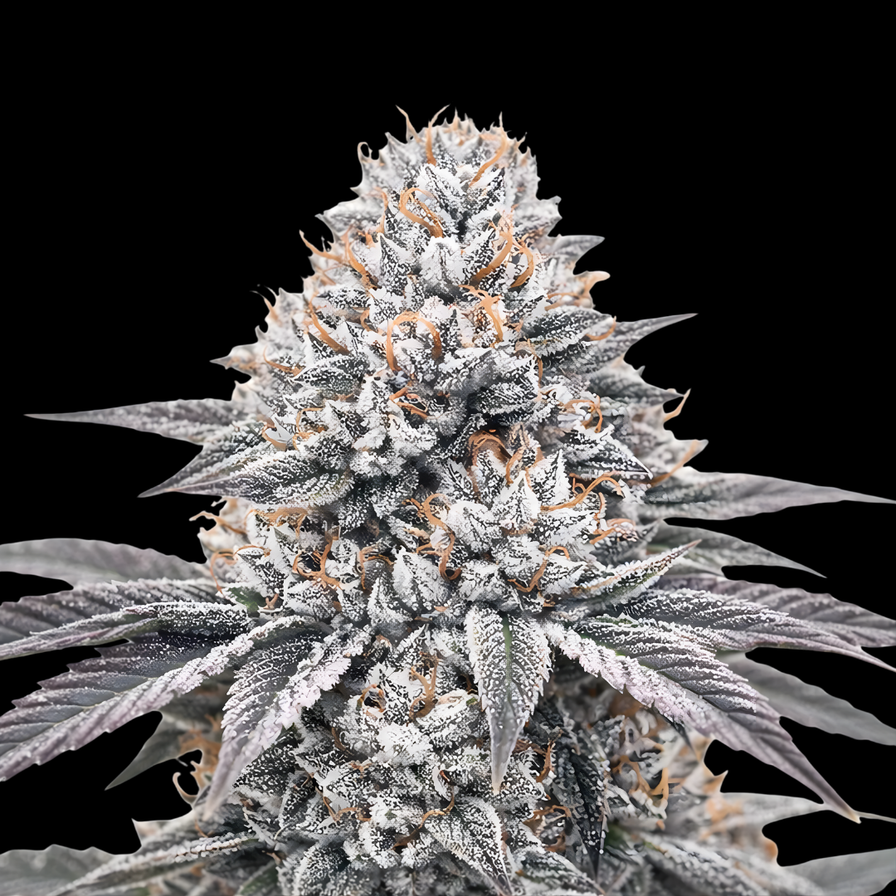 Wedding Cake Steckling Steckling Lucky Hemp