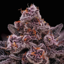 Super Boof Cherry Steckling Steckling Lucky Hemp
