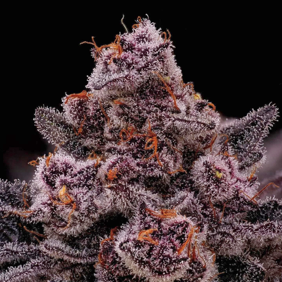 Super Boof Cherry Steckling Steckling Lucky Hemp