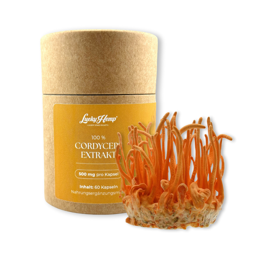 Cordyceps Vitalpilzextrakt Vitalpilze Lucky Hemp
