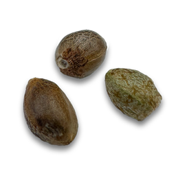 Skittlez Samen Automatik Samen Lucky Hemp   