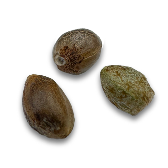 Skittlez Samen Automatik Samen Lucky Hemp   