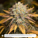 Real Killer Skunk Steckling Steckling Lucky Hemp