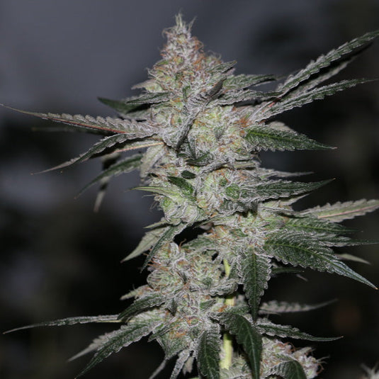 Black Banana F2 Steckling Steckling Lucky Hemp
