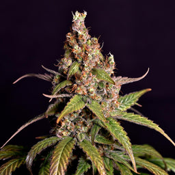 Sour Tangie Samen Automatik Samen Lucky Hemp