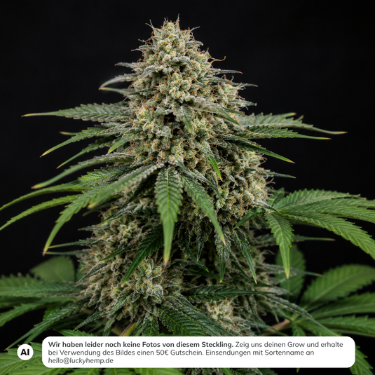 Stardawg Steckling Steckling Lucky Hemp