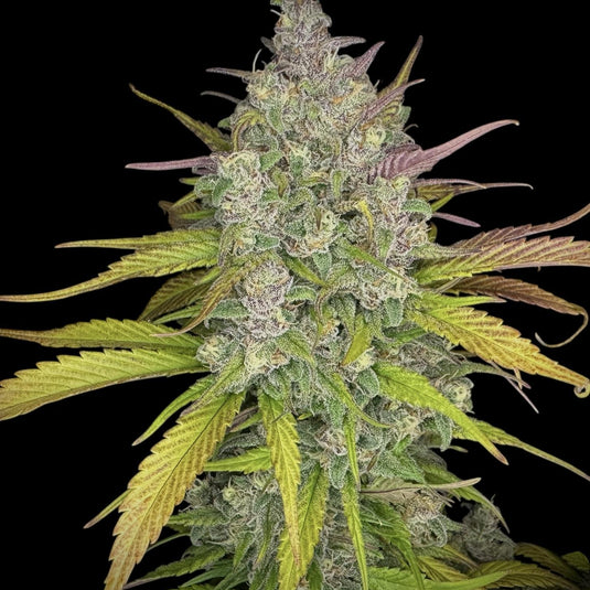 Strawberry CBD Samen Feminisiert Samen Lucky Hemp