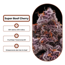 Super Boof Cherry Steckling Steckling Lucky Hemp