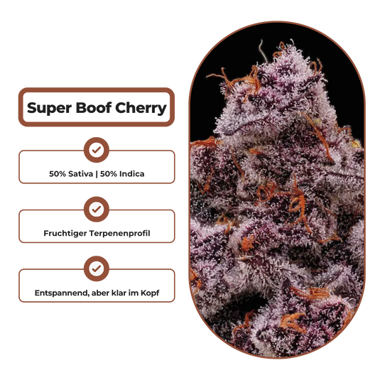 Super Boof Cherry Steckling Steckling Lucky Hemp