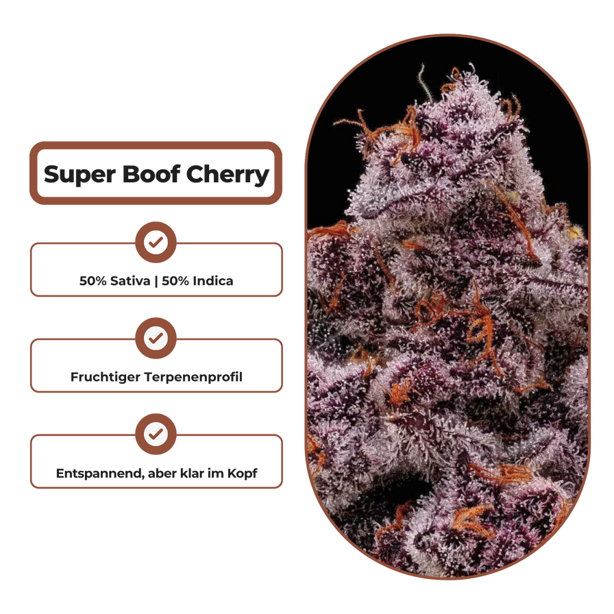 Super Boof Cherry Steckling Steckling Lucky Hemp