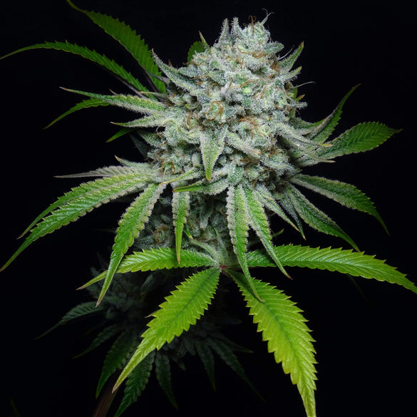 Tangie Land Samen Feminisiert Samen Lucky Hemp