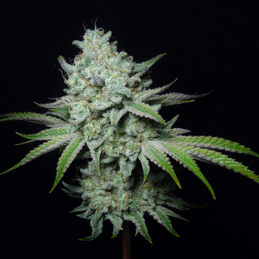 Tangie Land Samen Feminisiert Samen Lucky Hemp