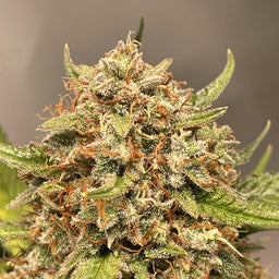 Sour Tangie Samen Automatik Samen Lucky Hemp