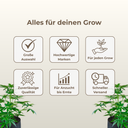 Jiffy Torfquelltöpfe Ø41mm Growzubehör Lucky Hemp
