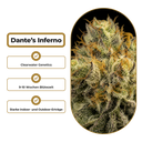 Dante’s Inferno Steckling Steckling Lucky Hemp