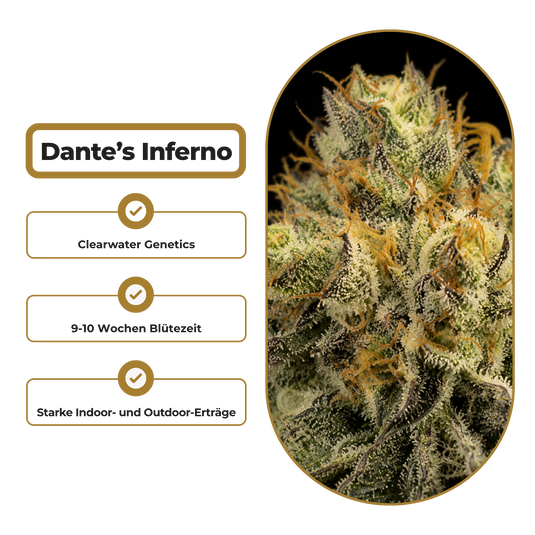 Dante’s Inferno Steckling Steckling Lucky Hemp