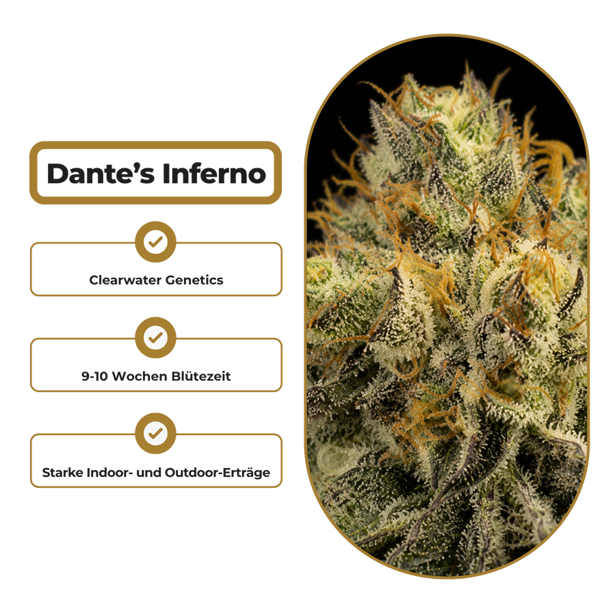 Dante’s Inferno Steckling Steckling Lucky Hemp