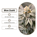 Blue Zushi Steckling Steckling Lucky Hemp
