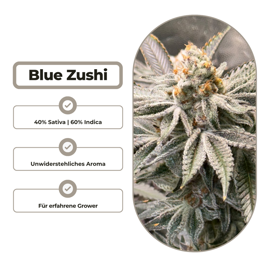 Blue Zushi Steckling Steckling Lucky Hemp