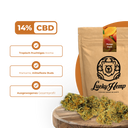 Mango Kush Ökopack Blüten Lucky Hemp